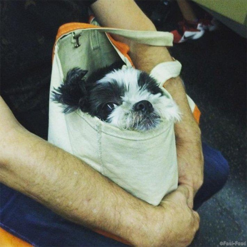 How cunning New Yorkers circumvent the ban on dogs on the subway