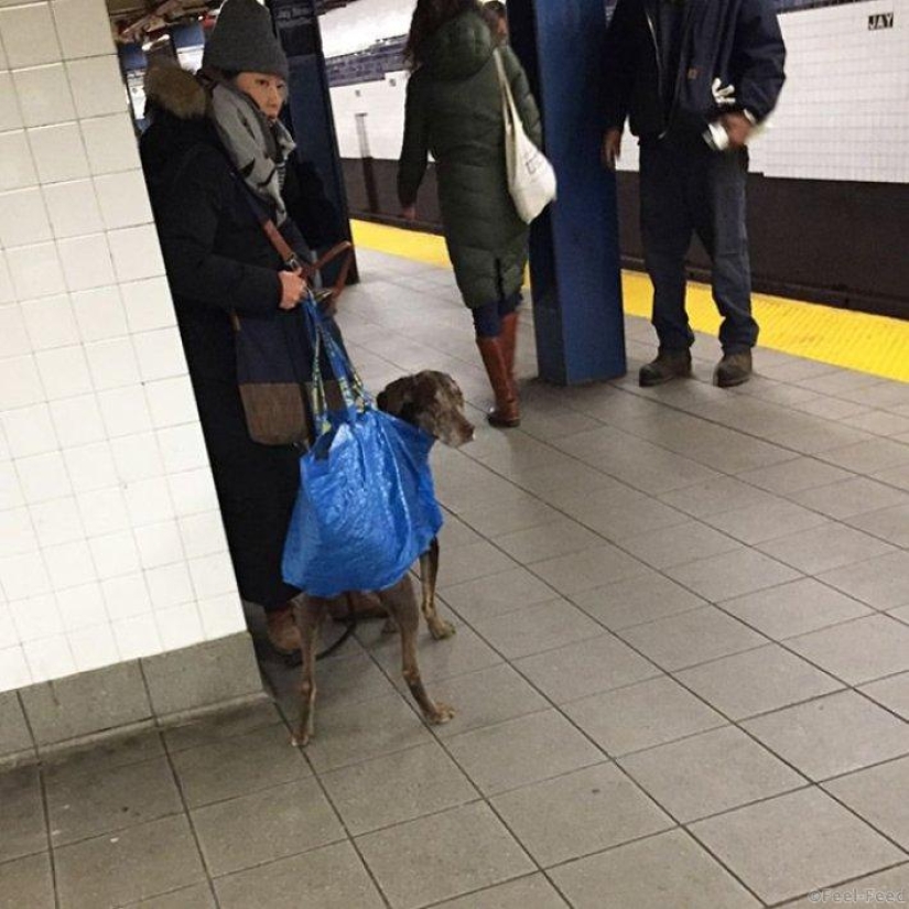 How cunning New Yorkers circumvent the ban on dogs on the subway