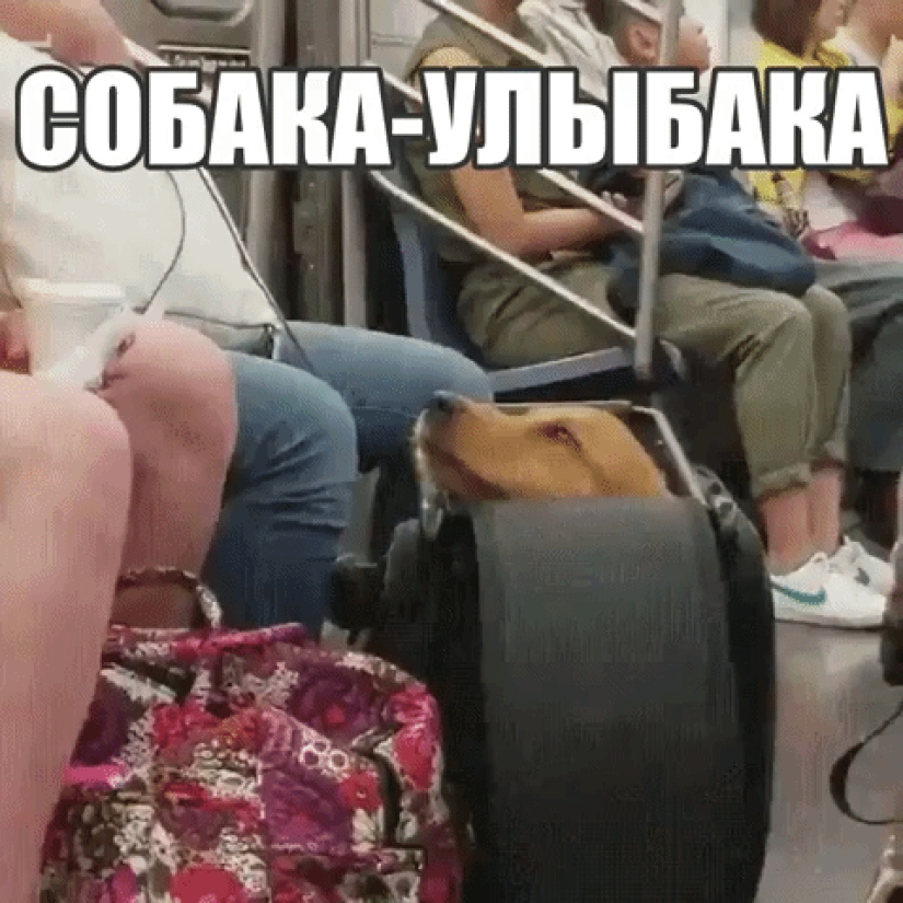 How cunning New Yorkers circumvent the ban on dogs on the subway