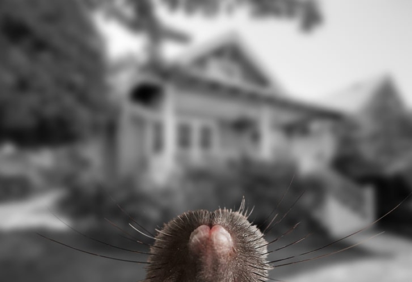 How do different animals see the world?