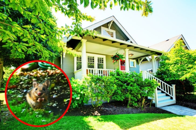 How do different animals see the world?