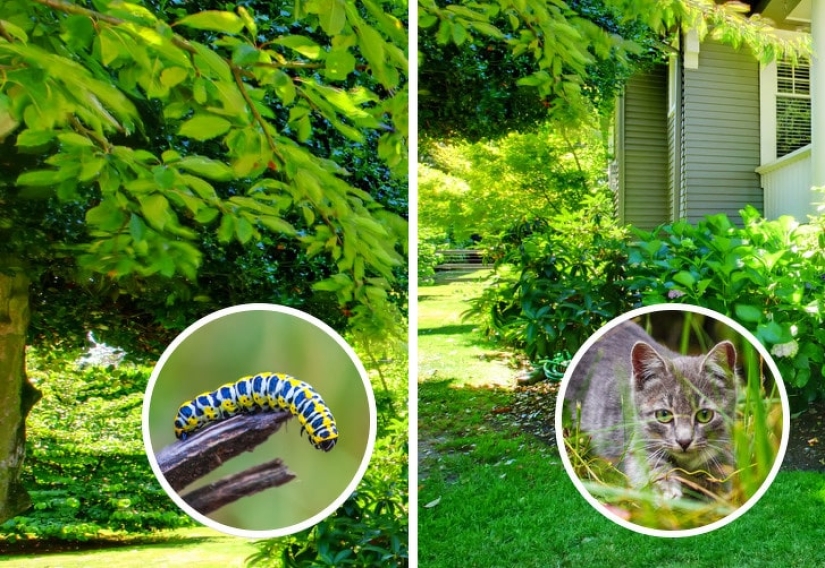 How do different animals see the world?