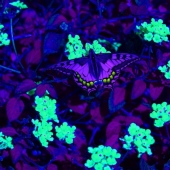 How do different animals see the world?