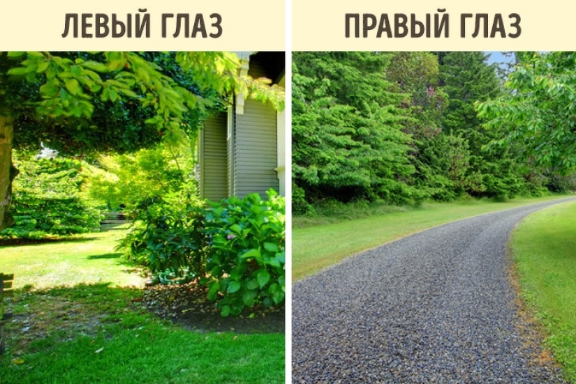 How do different animals see the world?