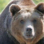 How harsh Siberians are: a resident of Tyva fought off a bear by biting off his tongue