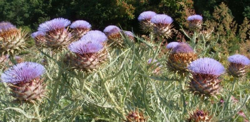 How some fruits and vegetables grow: unusual facts about familiar foods How some fruits and vegetables grow: unusual facts about familiar foods