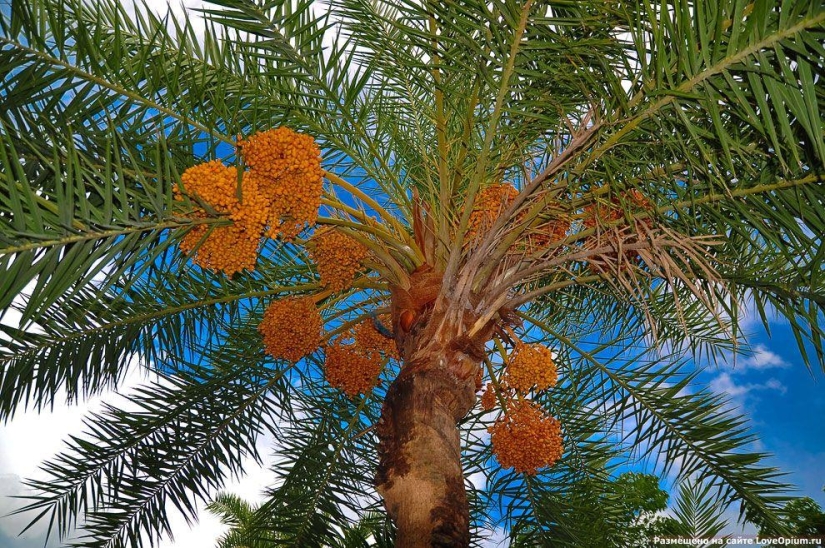 How some fruits and vegetables grow: unusual facts about familiar foods How some fruits and vegetables grow: unusual facts about familiar foods