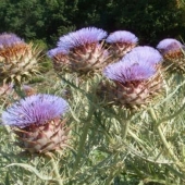 How some fruits and vegetables grow: unusual facts about familiar foods