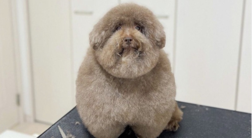 How the fluffy dog Scoobert won the hearts of social media users How the fluffy dog Scoobert won the hearts of social media users