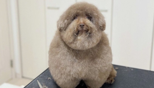 How the fluffy dog Scoobert won the hearts of social media users