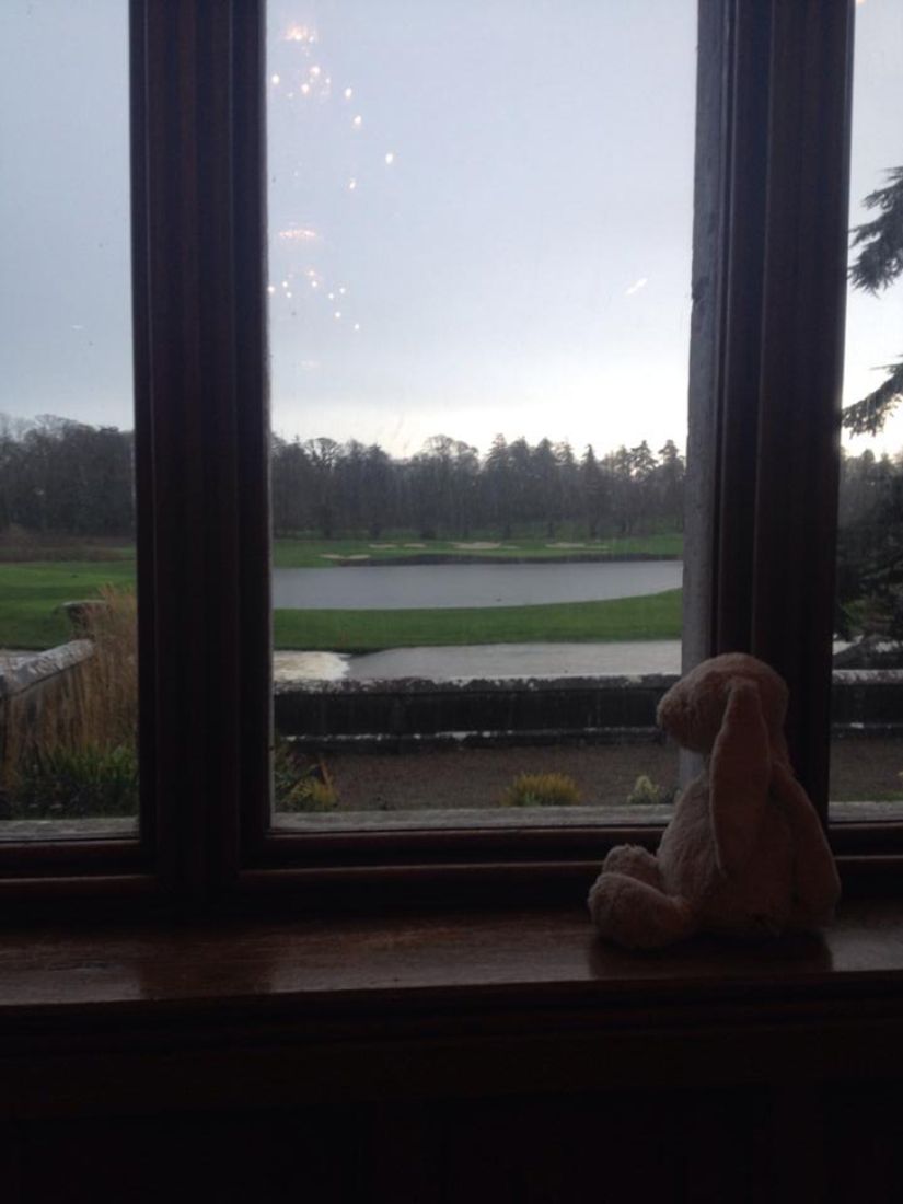 How the rabbit found his family and became a Facebook star at the same time