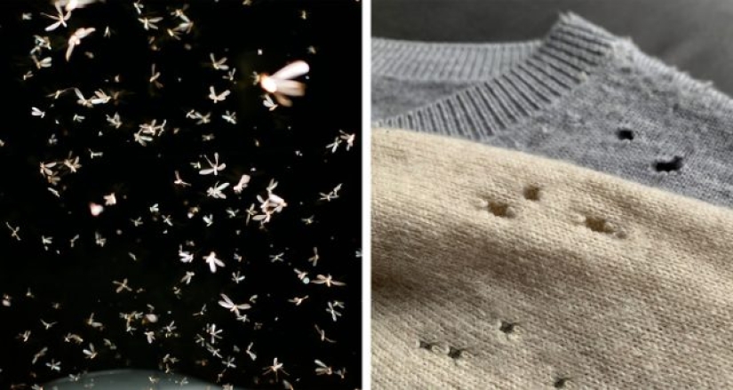 How to get rid of 7 types of pests that invade your home