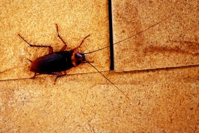 How to get rid of 7 types of pests that invade your home