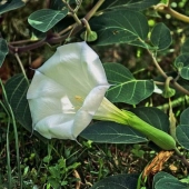 How to get rid of pain in ancient times