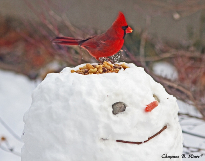 How to make the coolest snowman so that the whole street envies you