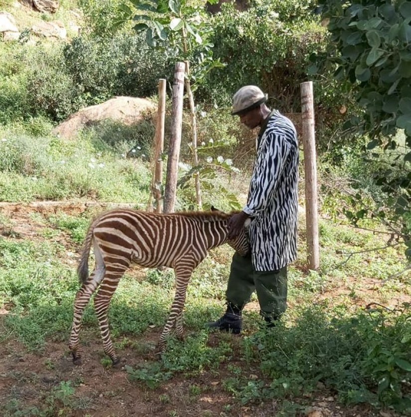 How to save a little zebra from death: a recipe from Kenya