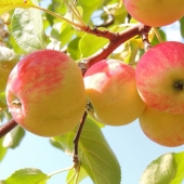 How to strengthen the heart? Affordable foods for heart and vascular health