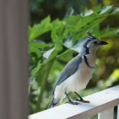 How traveling through the jungle helped an eight-year-old artist with autism