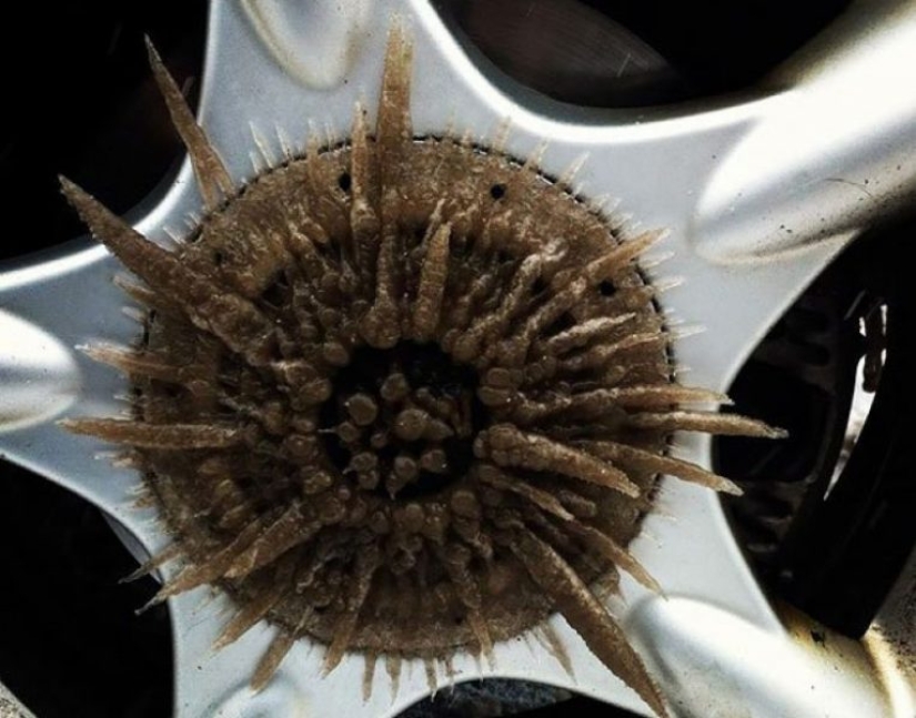 How winter turns cars into works of art