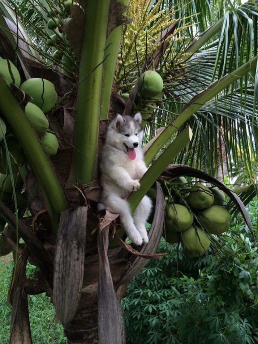 Husky atrapado en un cocotero se ha convertido en un popular héroe de Internet Husky atrapado en un cocotero se ha convertido en un popular héroe de Internet
