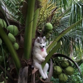 Husky atrapado en un cocotero se ha convertido en un popular héroe de Internet