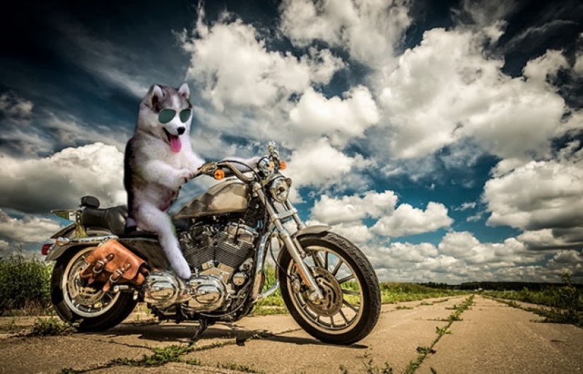 Husky atrapado en un cocotero se ha convertido en un popular héroe de Internet Husky atrapado en un cocotero se ha convertido en un popular héroe de Internet