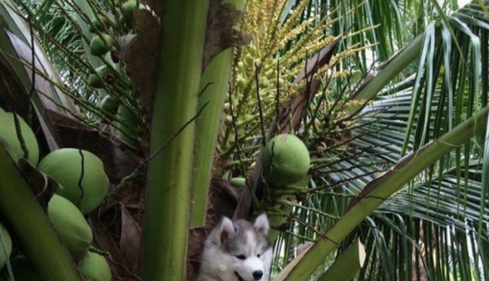 Husky stuck on a coconut tree has become a popular hero of the Internet