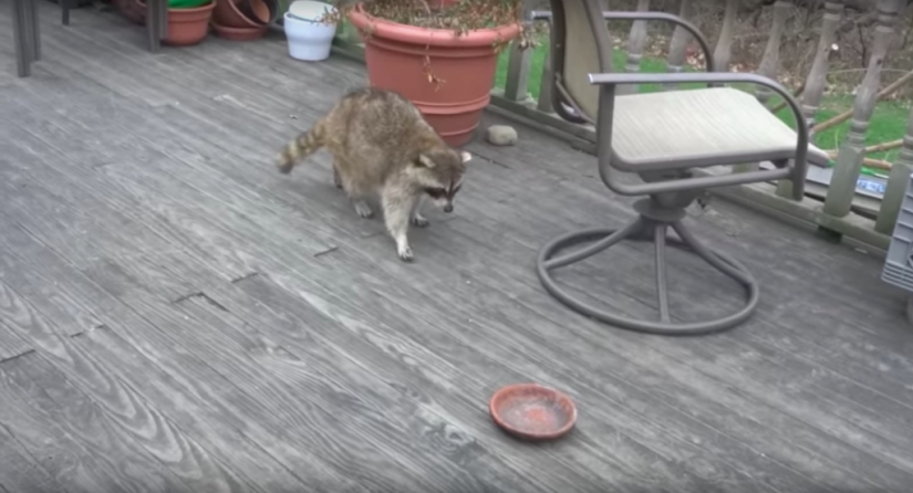 If you want to live, know how to spin: a blind raccoon hired two bodyguards and paid for services with food