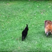 If you want to live, know how to spin: a blind raccoon hired two bodyguards and paid for services with food