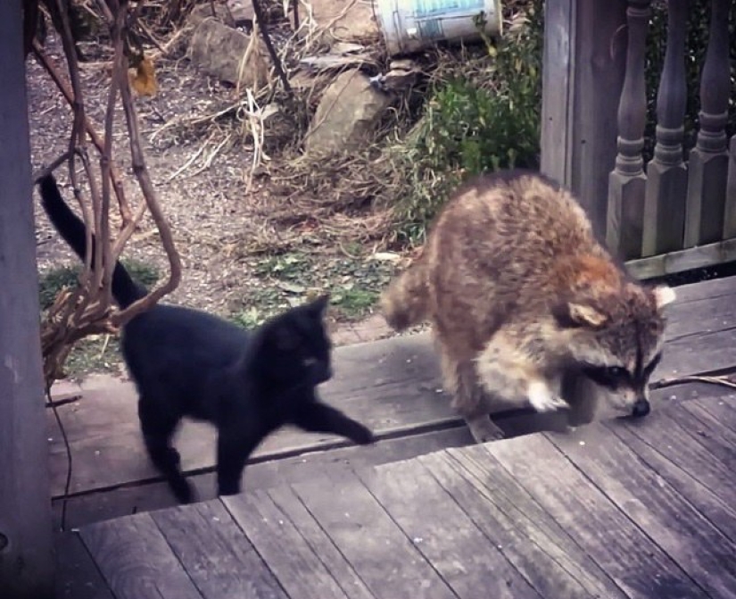 If you want to live, know how to spin: a blind raccoon hired two bodyguards and paid for services with food