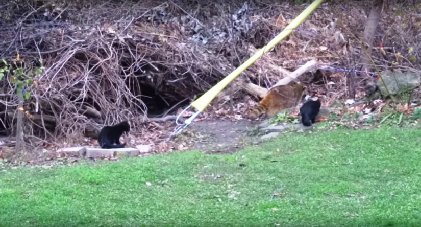 If you want to live, know how to spin: a blind raccoon hired two bodyguards and paid for services with food