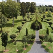 Iglesia de los árboles vivos
