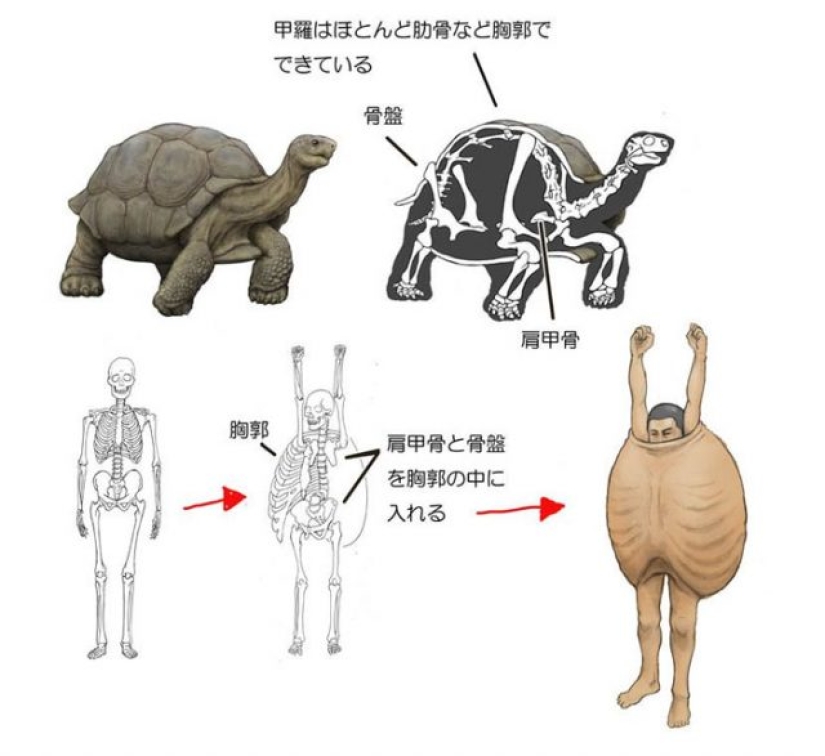 Ilustrador japonés muestra cómo se vería la gente si tuviéramos los huesos de varios animales Ilustrador japonés muestra cómo se vería la gente si tuviéramos los huesos de varios animales