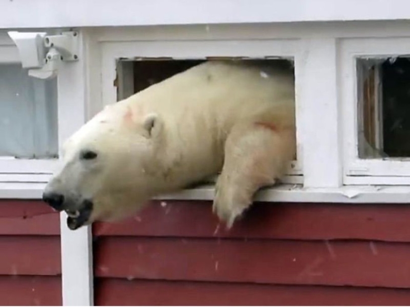 "I'm not stuck, I'm just resting": in Svalbard, a bear broke into a warehouse and couldn't get out