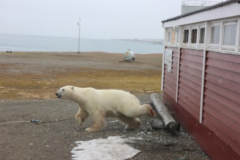 "I'm not stuck, I'm just resting": in Svalbard, a bear broke into a warehouse and couldn't get out
