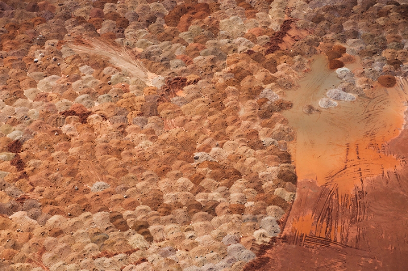 Imágenes fascinantes de la esperanza que se desvanece para la restauración de la ecología Imágenes fascinantes de la esperanza que se desvanece para la restauración de la ecología