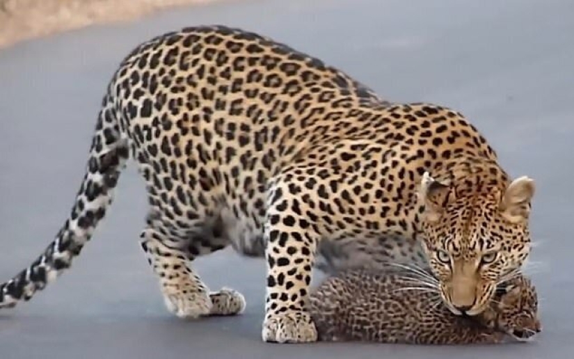 Imágenes raras: una leopardo hembra transfiere a sus gatitos al otro lado de la carretera