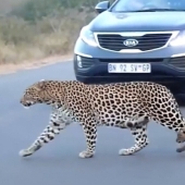 Imágenes raras: una leopardo hembra transfiere a sus gatitos al otro lado de la carretera