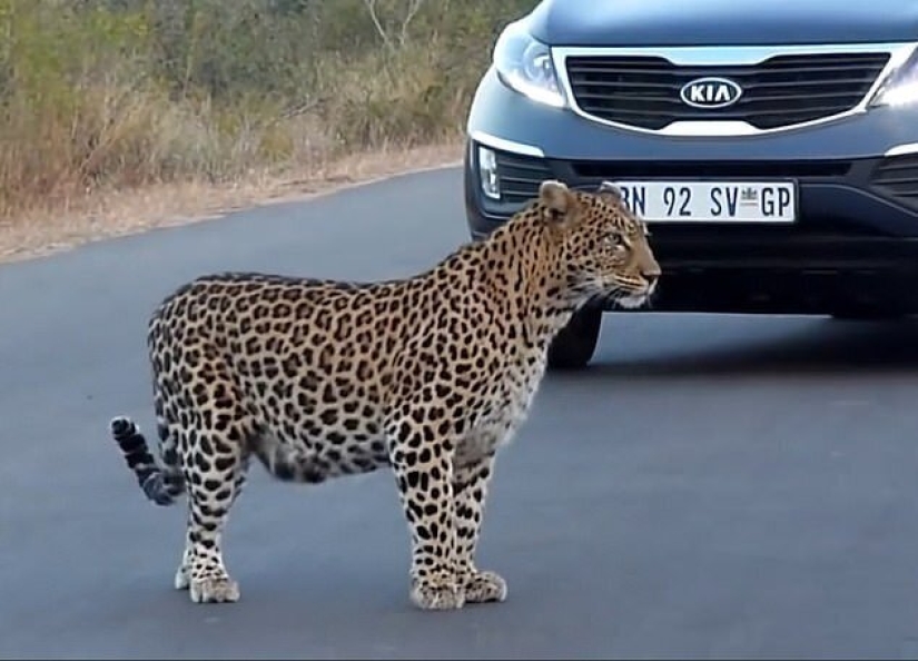 Imágenes raras: una leopardo hembra transfiere a sus gatitos al otro lado de la carretera