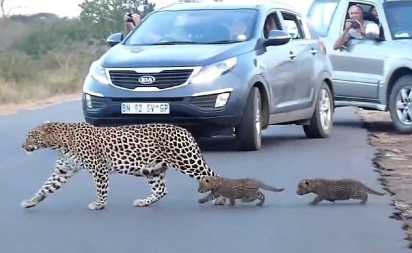 Imágenes raras: una leopardo hembra transfiere a sus gatitos al otro lado de la carretera