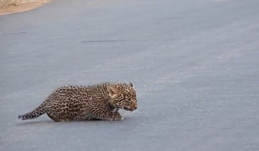 Imágenes raras: una leopardo hembra transfiere a sus gatitos al otro lado de la carretera
