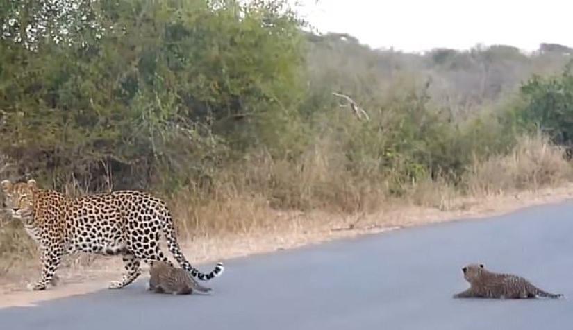 Imágenes raras: una leopardo hembra transfiere a sus gatitos al otro lado de la carretera