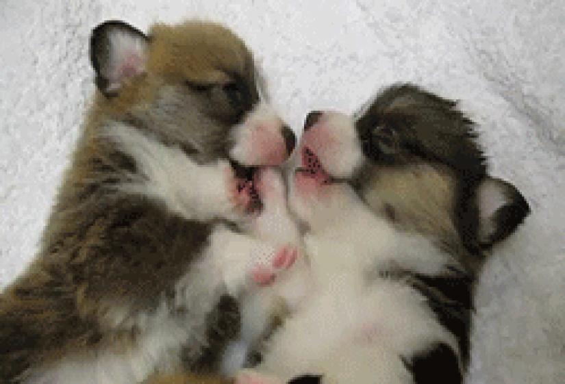 Imitación del día-30 fotos de cachorros que harán tu día más feliz