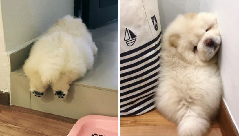 Impossible fluffy and clumsy puppy chow chow will melt your heart Impossible fluffy and clumsy puppy chow chow will melt your heart