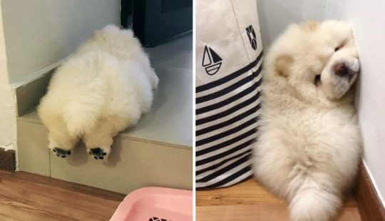 Impossible fluffy and clumsy puppy chow chow will melt your heart Impossible fluffy and clumsy puppy chow chow will melt your heart