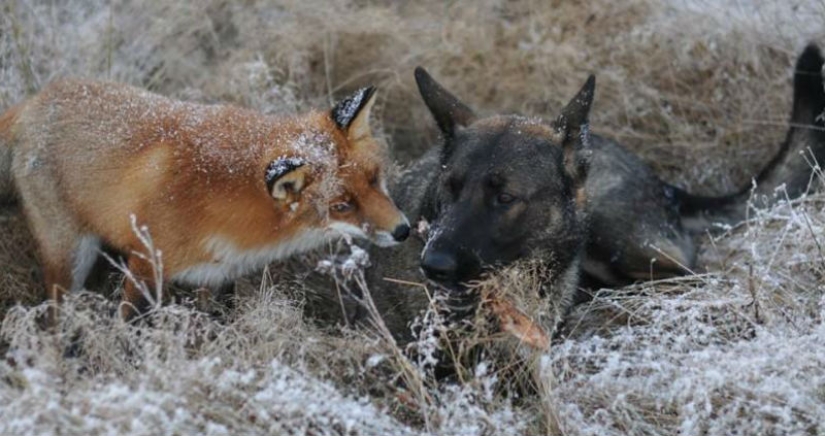 Impossible friendship: a fox and a hunting dog Impossible friendship: a fox and a hunting dog