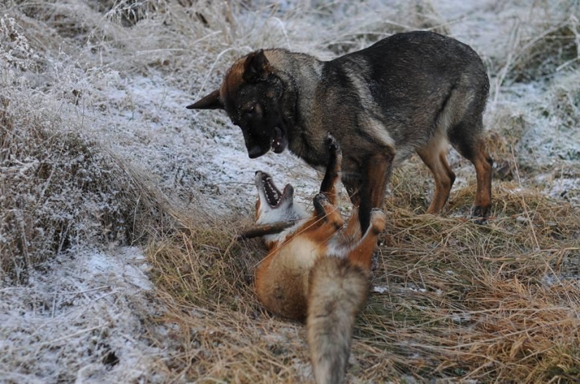 Impossible friendship: a fox and a hunting dog Impossible friendship: a fox and a hunting dog