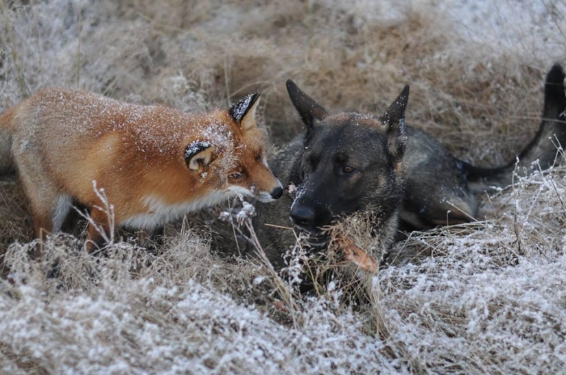 Impossible friendship: a fox and a hunting dog Impossible friendship: a fox and a hunting dog