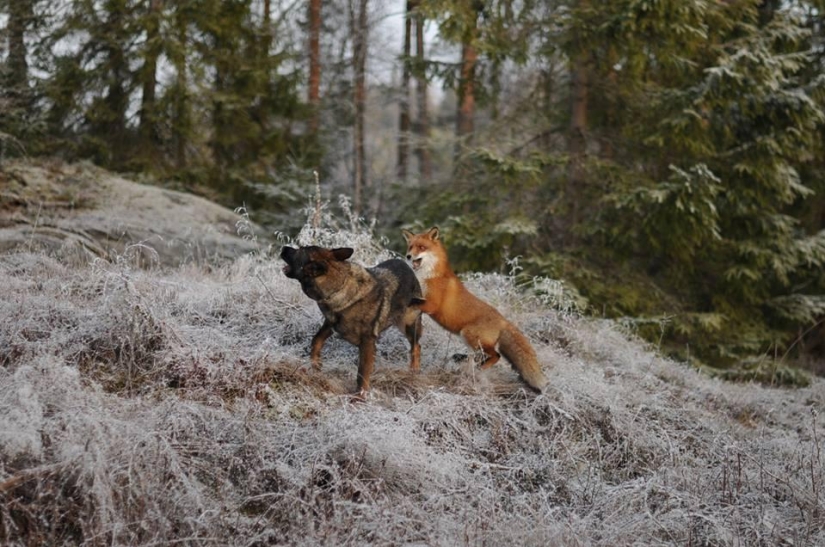 Impossible friendship: a fox and a hunting dog Impossible friendship: a fox and a hunting dog