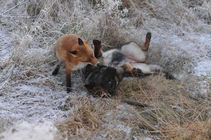 Impossible friendship: a fox and a hunting dog Impossible friendship: a fox and a hunting dog